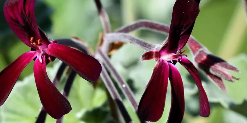 Detail-Ansicht von Pellargonium-Blüten