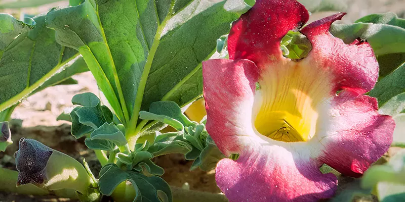 Detail-Ansicht einer Teufelskralle-Blüte