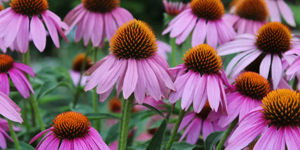 Detail-Ansicht eines blühenden Echinacea-Feldes