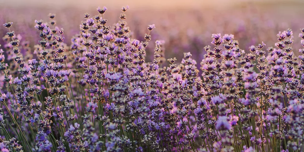 Detail-Ansicht eines blühenden Lavendel-Feldes