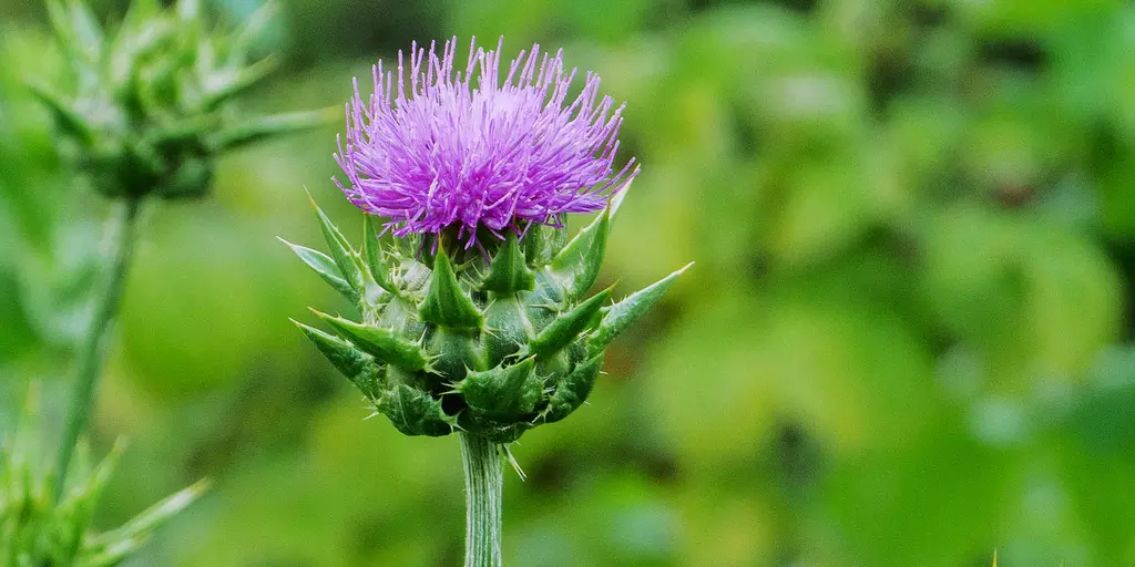 Detail-Ansicht einer Mariendistel-Blüte