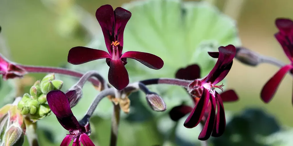 Detail-Ansicht von Pellargonium-Blüten