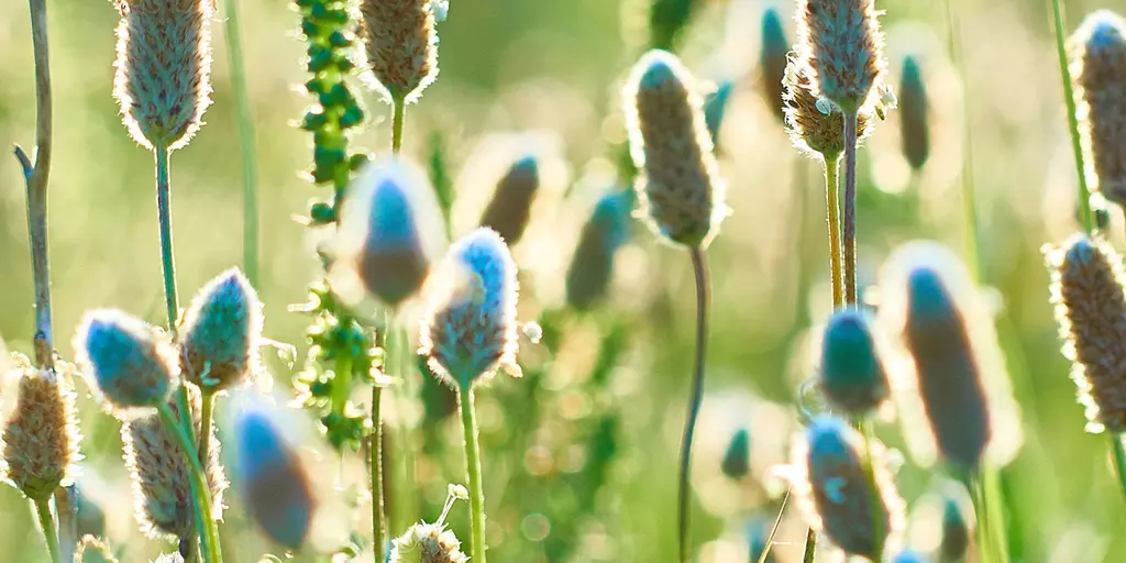 Detail-Ansicht von Psyllium-Pflanzen