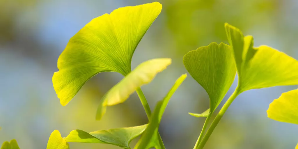 Detail-Ansicht von Ginkgoblättern