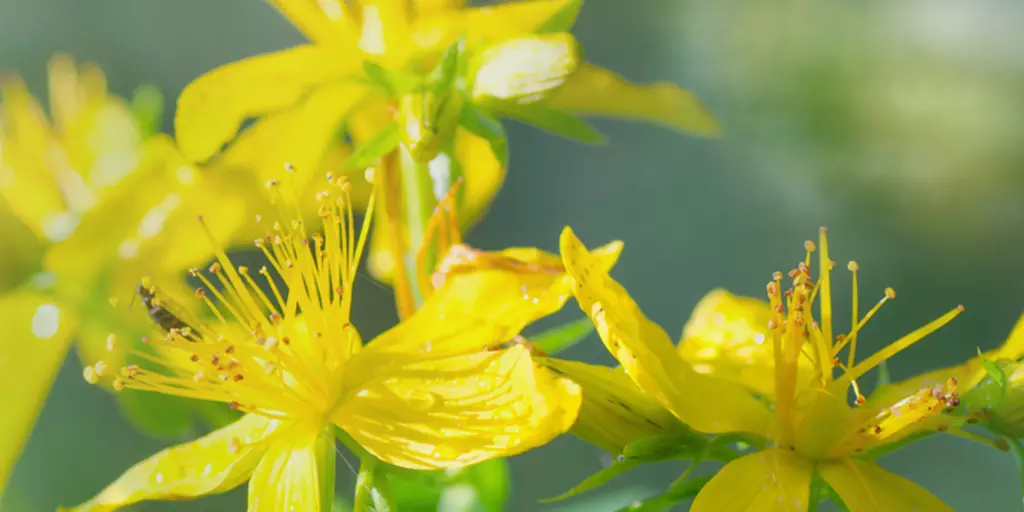 Detail-Ansicht von Johanniskrautblüten