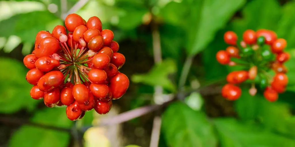 Detail-Ansicht von Ginseng-Blüten
