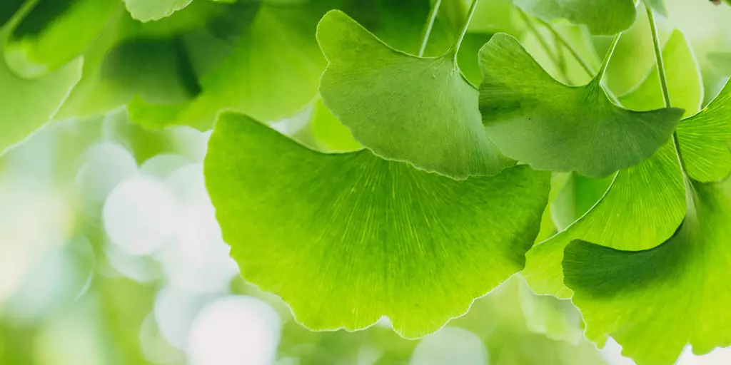 Detail-Ansicht von Ginkgoblättern