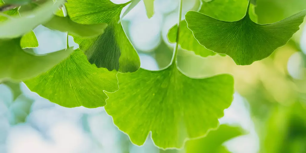 Detail-Ansicht Ginkgo-Blätter
