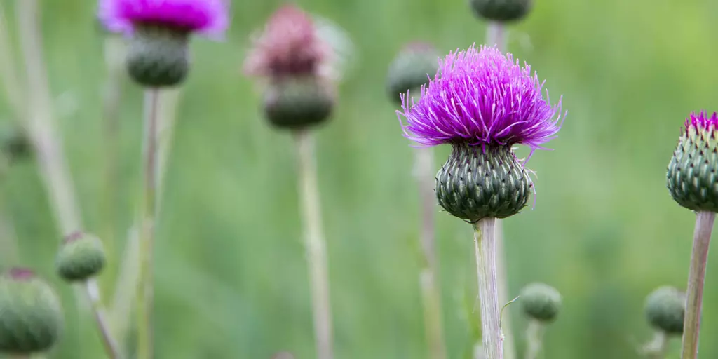 Mariendistel Blüten