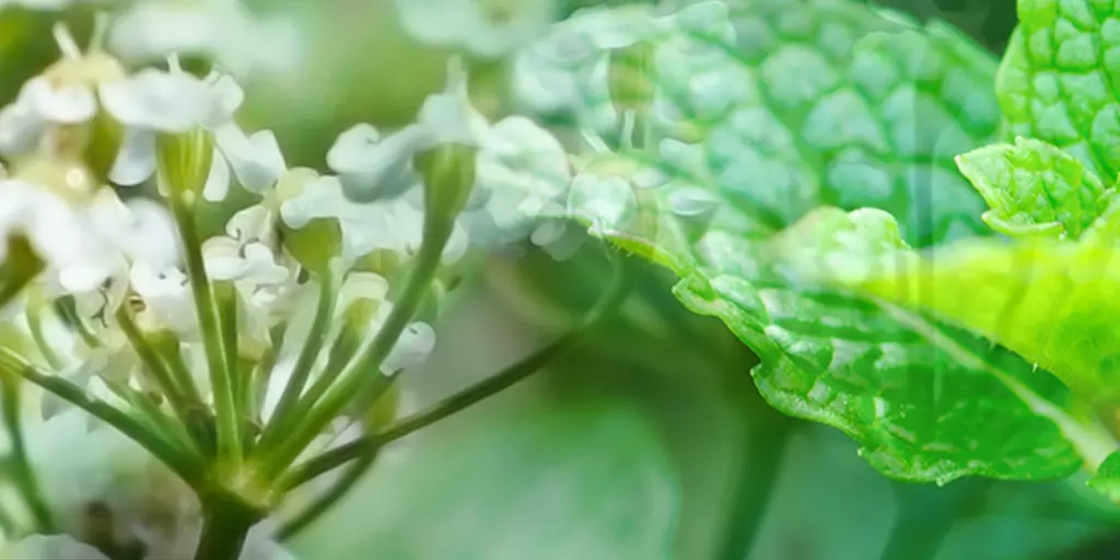 Detail-Ansicht Blüten und Blätter von Kümmel und Minze