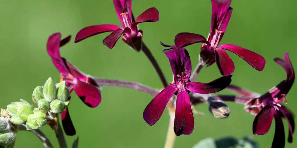 Nahaufnahme von Pellargonium-Blüten