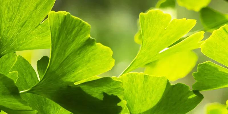 Detail-Ansicht von Ginkgoblättern