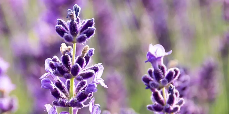Detail-Ansicht von Lavendel-Blüten