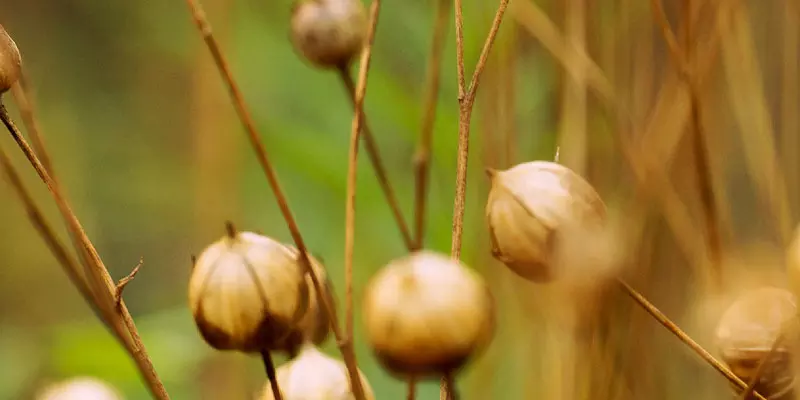 Detail-Ansicht eines Leinsamenfeldes