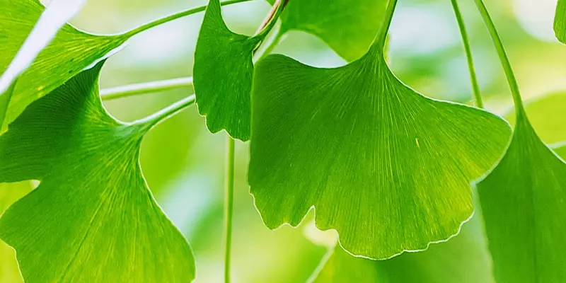 Detail-Ansicht von Ginkgoblättern