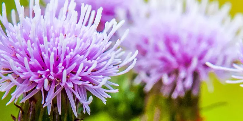 Detail-Ansicht von Mariendistel-Blüten