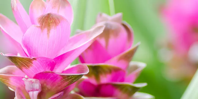 Detail-Ansicht von Curcuma-Blüten