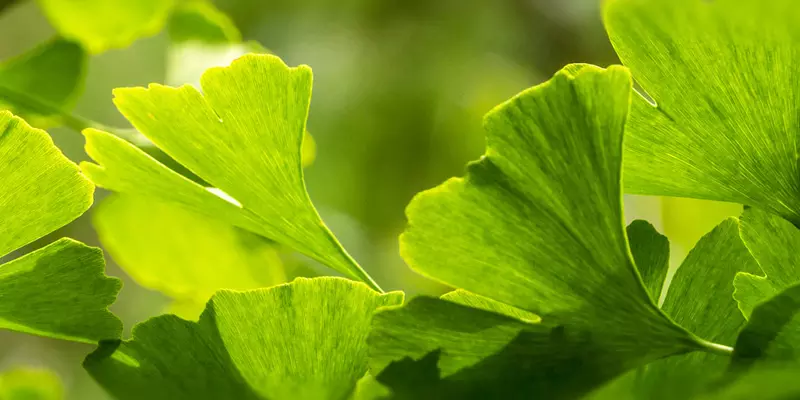 Detail-Ansicht von Ginkgoblättern