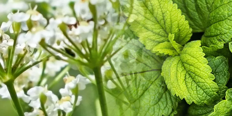 Bildkomposition aus Detailaufnahmen von Kümmelblüten und Pfefferminzblättern
