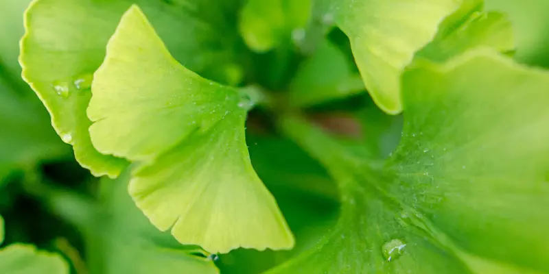 Detail-Ansicht von Ginkgoblättern