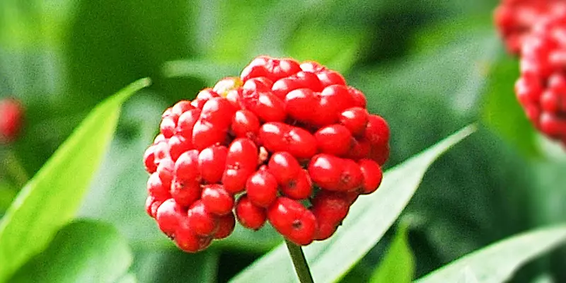 Detail-Ansicht von Ginseng-Früchten
