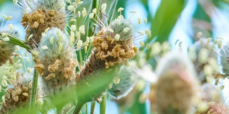 Detail-Ansicht von Flohsamen-Blüten
