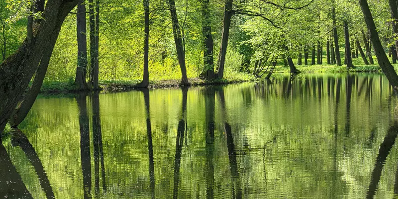 Flusslauf zwischen Bäumen und Wiesen