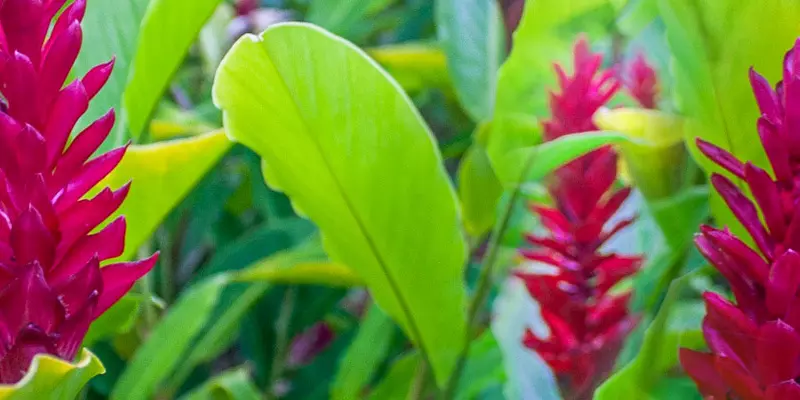 Detail-Ansicht von Ingwer-Blüten