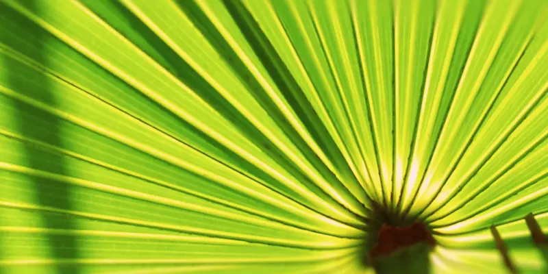 Detail-Ansicht eines Sabal-Blattes
