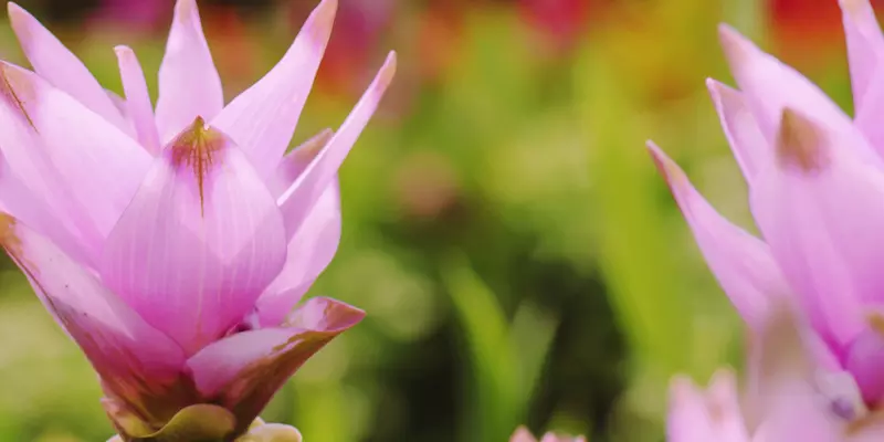 Detail-Ansicht von Curcuma-Blüten
