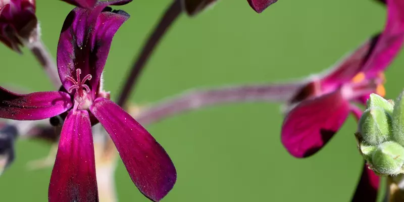 Detail-Ansicht von Pellargonium-Blüten