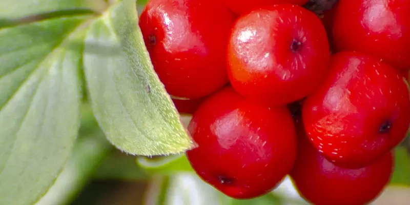 Detail-Ansicht von Ginseng-Früchten