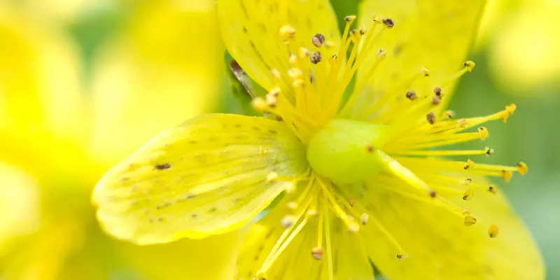 Detail-Ansicht von Johanniskraut-Blüten