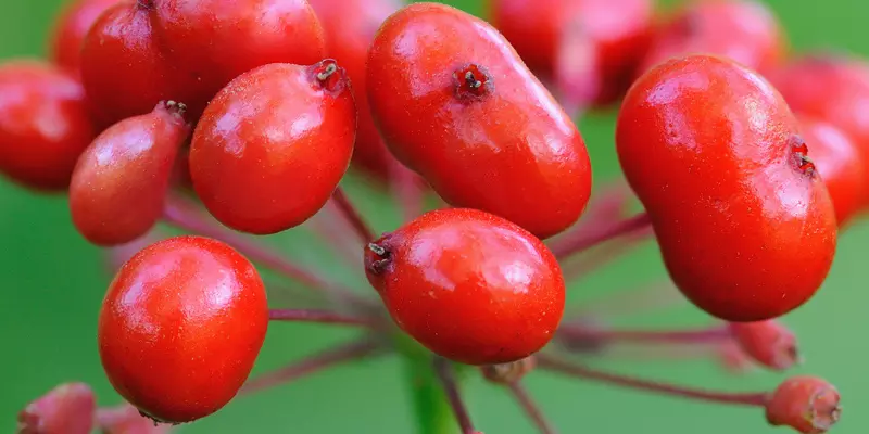 Detail-Ansicht von Ginseng-Früchten