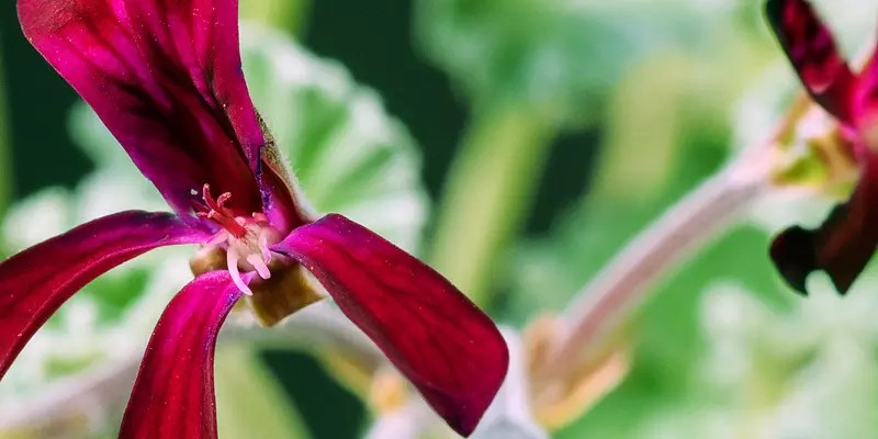Detail-Ansicht von Pellargonium-Blüten