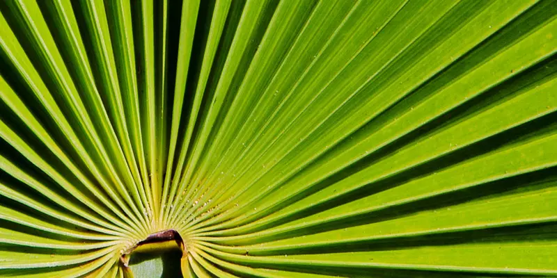 Detail-Ansicht eines Sabal-Blattes
