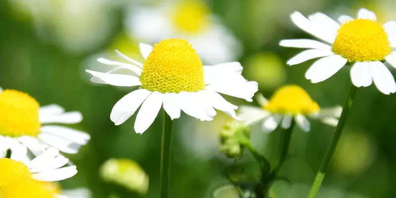 Detail-Ansicht von Kamillenblüten