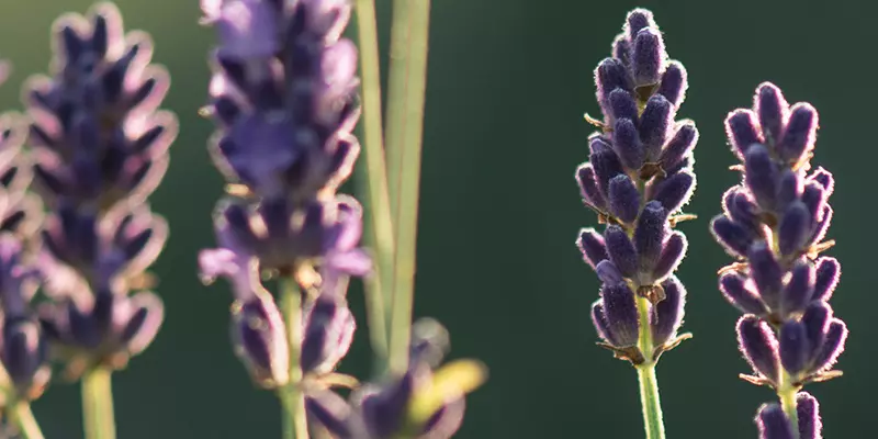 Detail-Ansicht von Lavendel-Blüten