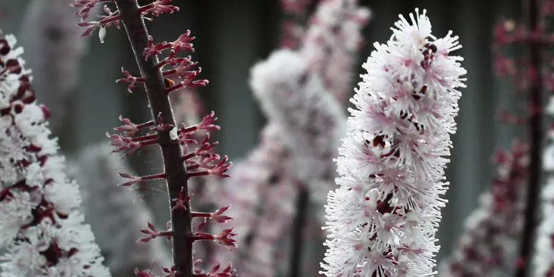 Detail-Ansicht von Cimifuga-Blüten