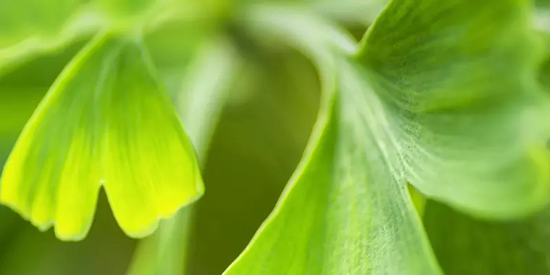 Detail-Ansicht von Ginkgo-Blättern