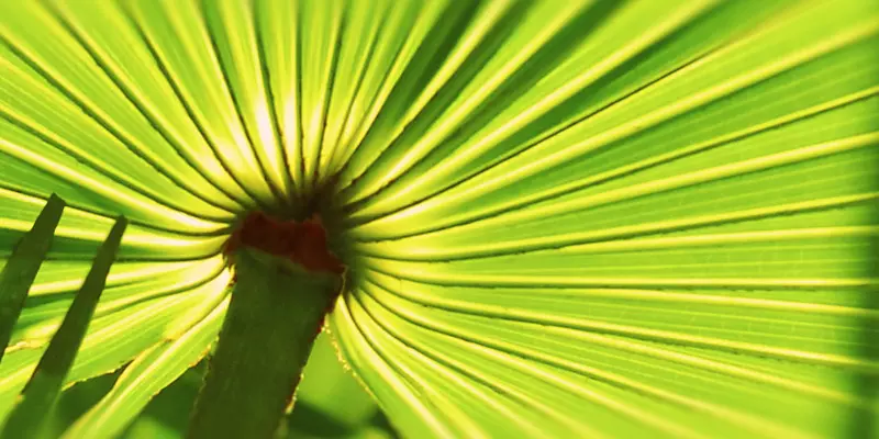 Detail-Ansicht eines Sabal-Blattes