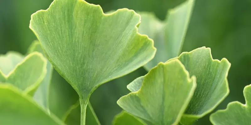 Detail-Ansicht von Ginkgoblättern