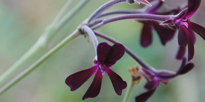 Detail-Ansicht von Pellargonium-Blüten