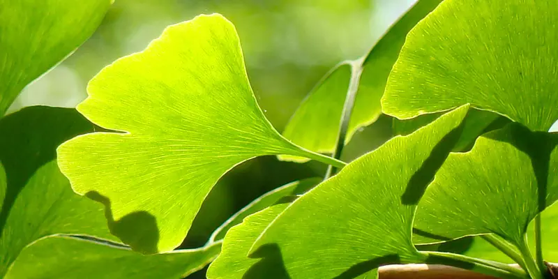 Detail-Ansicht Ginkgo-Blätter
