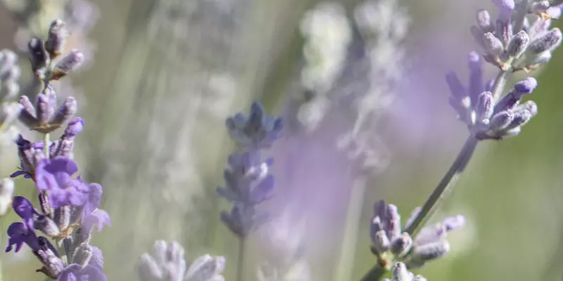 Detail-Ansicht eines Lavendelfeldes