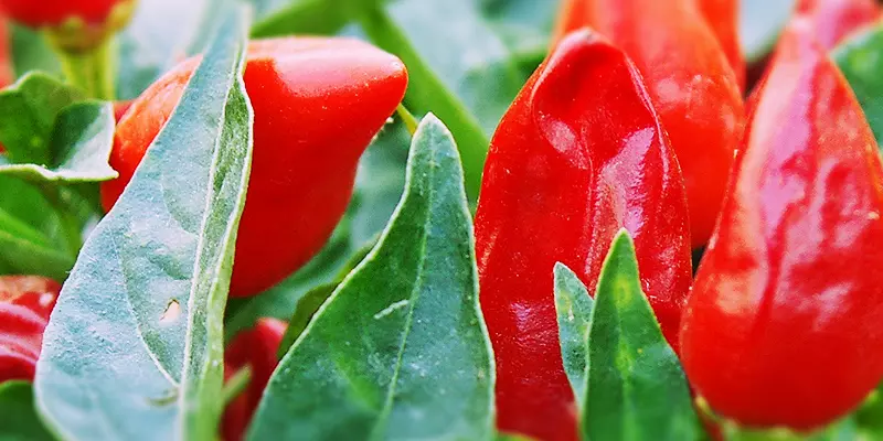 Detail-Ansicht von Capsicum-Schoten