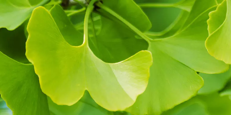 Detail-Ansicht von Ginkgoblättern