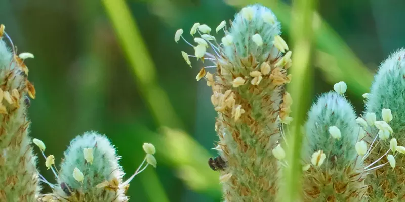 Detail-Ansicht von Flohsamen-Blüten
