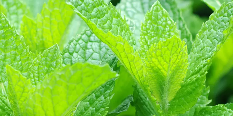 Detail-Ansicht von Pfefferminze