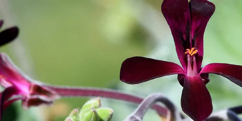 Detail-Ansicht von Pellargonium-Blüten